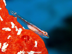 Goby on red sponge.
Canon G10 & Epoque DS150 strobe by Sean Cooper 